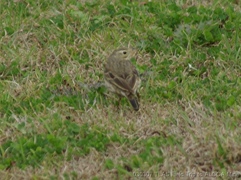 American Pipit 3 Mar 07 Fld trip 